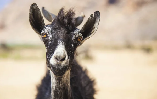 Carino capra amichevole — Foto Stock