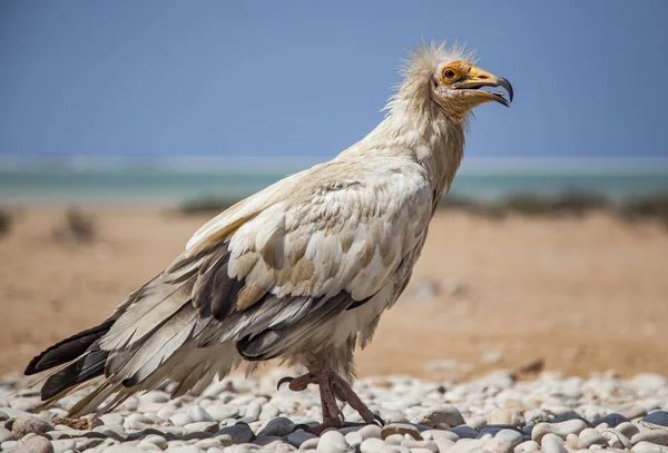 Egyptian vulture in Socotra — Stock Photo, Image