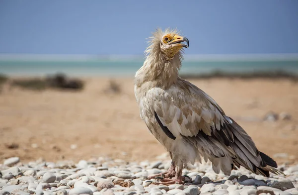 Socotra 이집트 독수리 — 스톡 사진