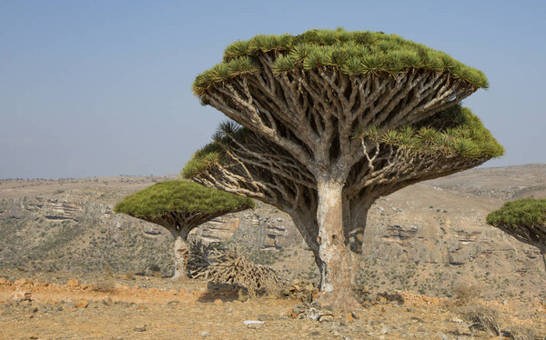 dragon blood trees