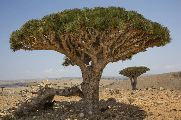 dragon blood trees