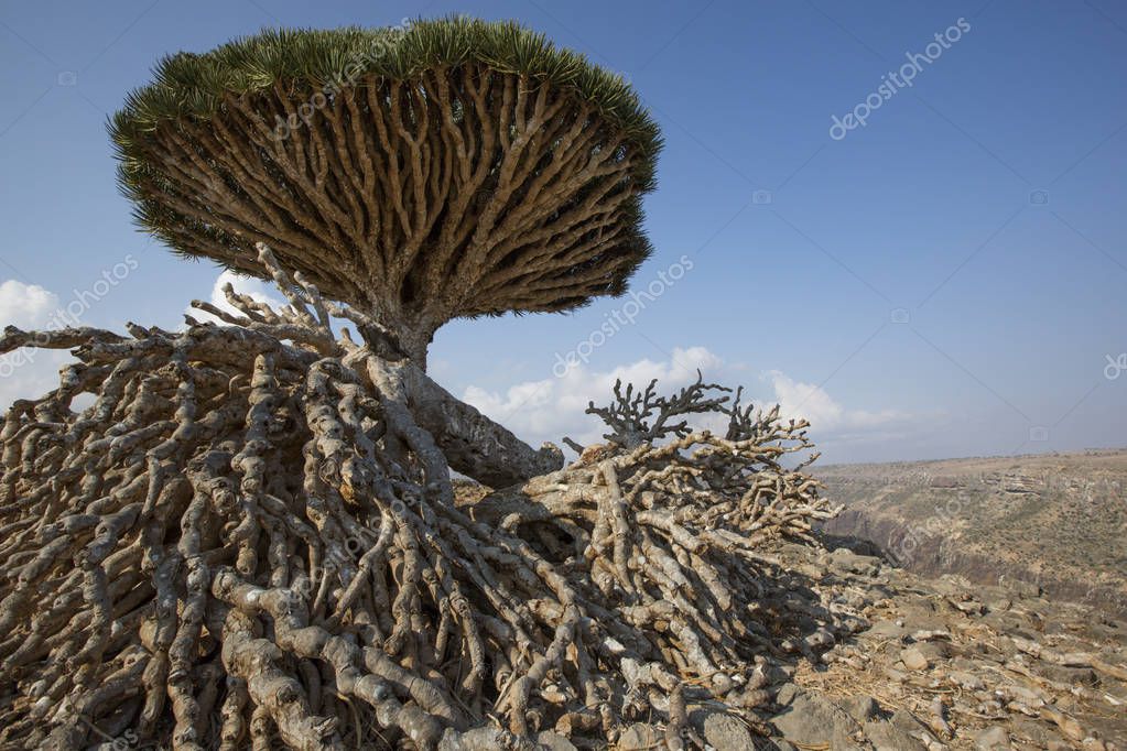 Dragon Blood Tree Stock Photo By C Katiekk Dragon Blood Tree Stock Photo By C Katiekk