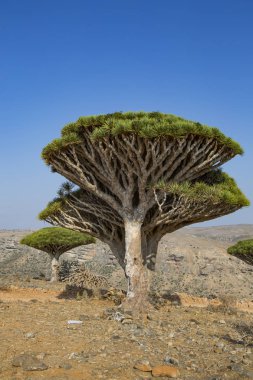 Gündüz, nesli tehlike altında olan dracaena cinnabari Hills