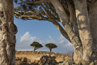 Gündüz, nesli tehlike altında olan dracaena cinnabari Hills