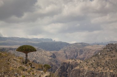 Dracaena cinnabari gündüz üzerinde dağ manzarası
