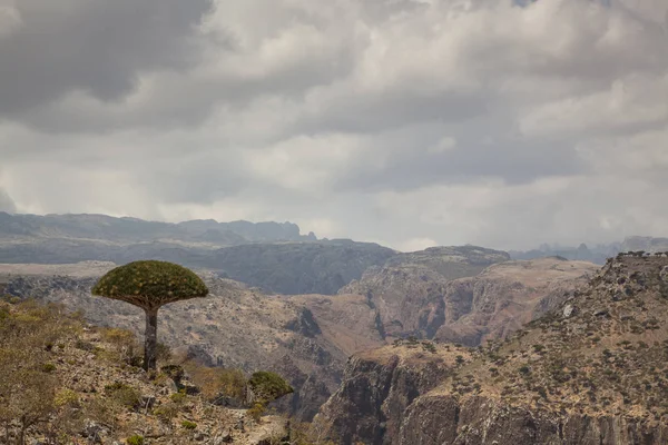 Dracaena cinnabari bei Tag in der Berglandschaft — Stockfoto