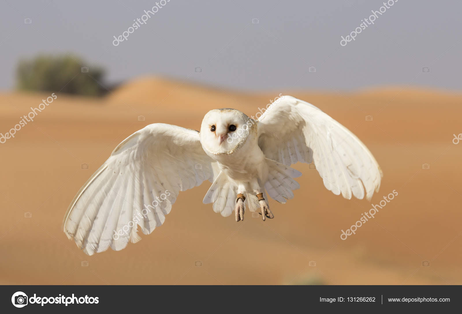 Barn owl in a desert near Dubai Stock Photo by ©katiekk 131266262