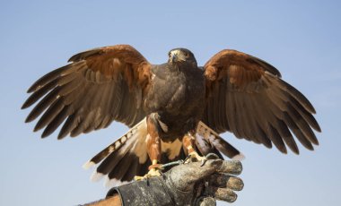 El üstünde oturan harrier Şahin