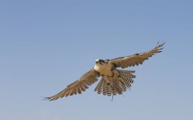 Peregrine Falcon uçan 