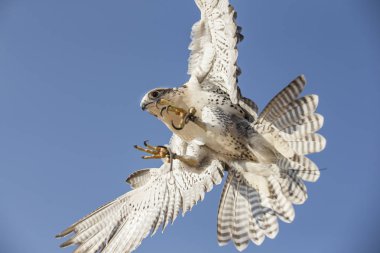 Peregrine Falcon uçan 