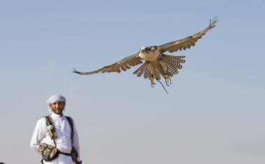 Peregrine Falcon çölde eğitim falconer 