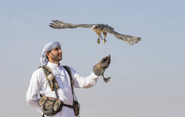 Peregrine Falcon çölde eğitim falconer 