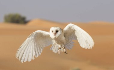 Dubai yakınındaki bir çölde peçeli baykuş