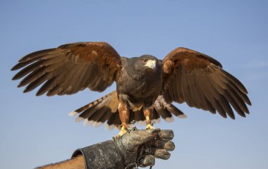 El üstünde oturan harrier Şahin