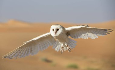 Dubai yakınındaki bir çölde peçeli baykuş