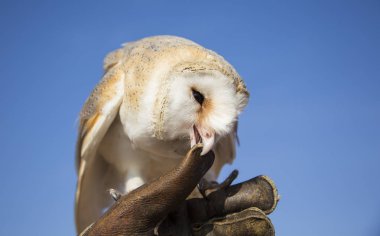 Peçeli baykuş deri eldiven üzerinde oturan