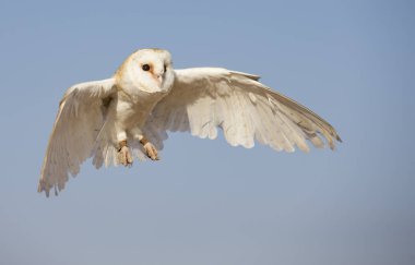 Dubai yakınındaki bir çölde peçeli baykuş