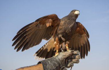 El üstünde oturan harrier Şahin