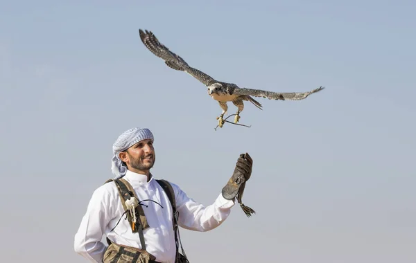 Falconer trener Peregrine Falcon i ørkenen – stockfoto