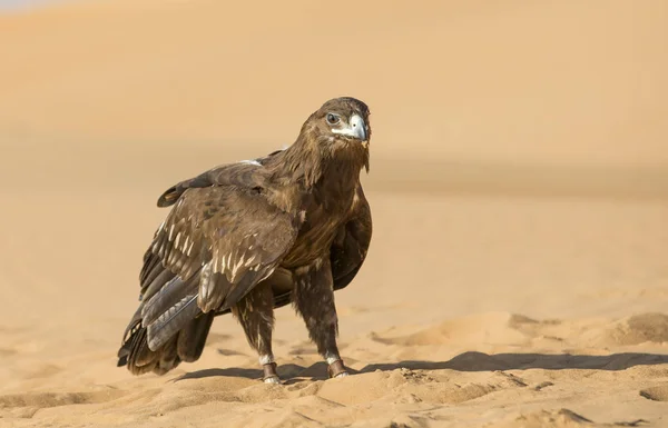 Maggiore aquila maculata nel deserto — Foto Stock