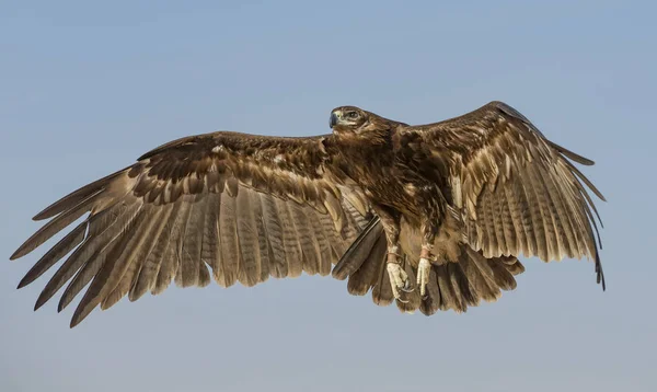 Greater Spotted eagle flying in desert — Stock Photo, Image
