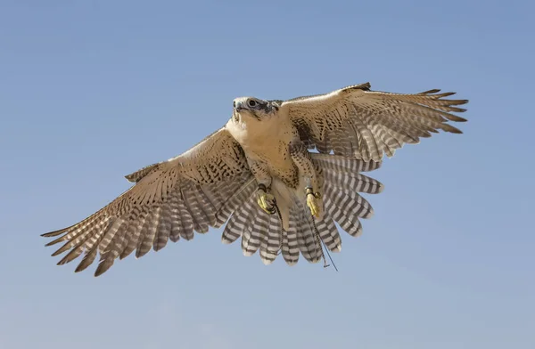 Летящий сокол Перегрин — стоковое фото