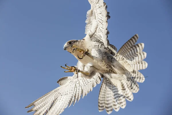 Falcon Peregrino volando —  Fotos de Stock