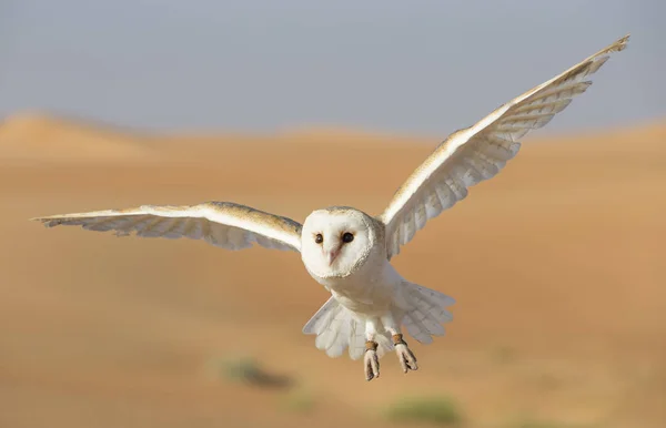 Barn owl in a desert near Dubai — Stock Photo, Image