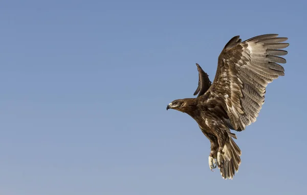 Большой пятнистый орёл летит в пустыне — стоковое фото
