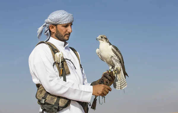 Allenamento Falconieri Falco Pellegrino nel deserto — Foto Stock