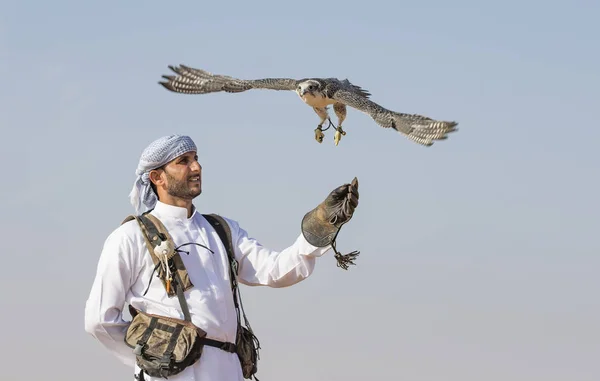 Falconer trener Peregrine Falcon i ørkenen – stockfoto