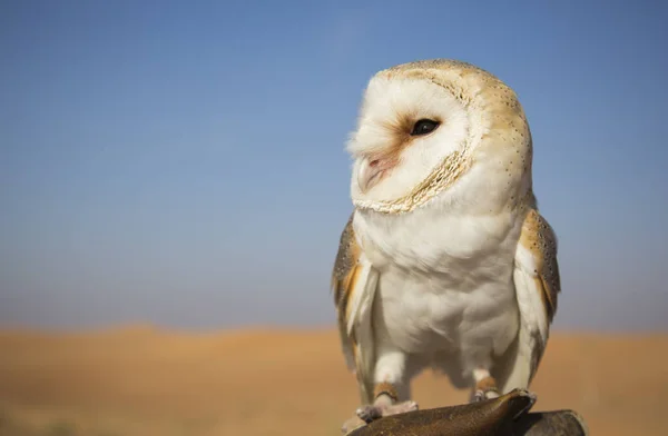 Barn Owl นั่งบนถุงมือหนัง — ภาพถ่ายสต็อก