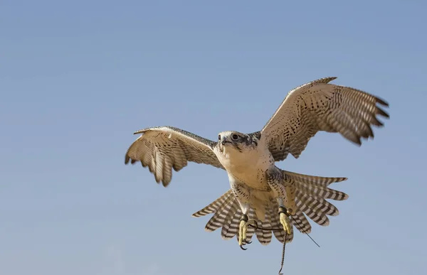 Faucon pèlerin volant — Photo