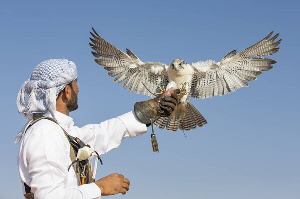 Falconer training Peregrine Falcon in desert 