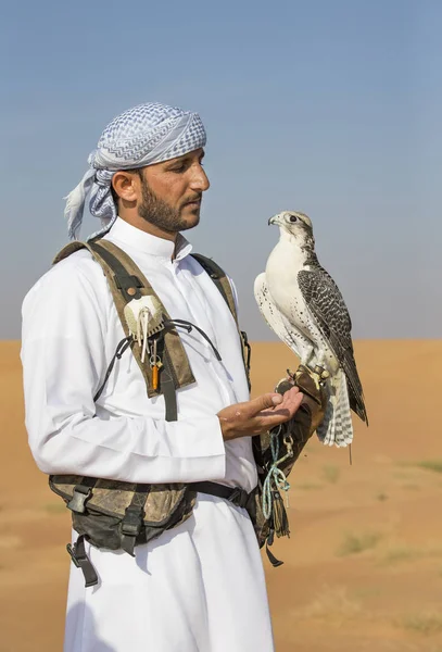 Allenamento Falconieri Falco Pellegrino nel deserto — Foto Stock