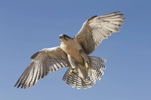 Летящий сокол Перегрин — стоковое фото