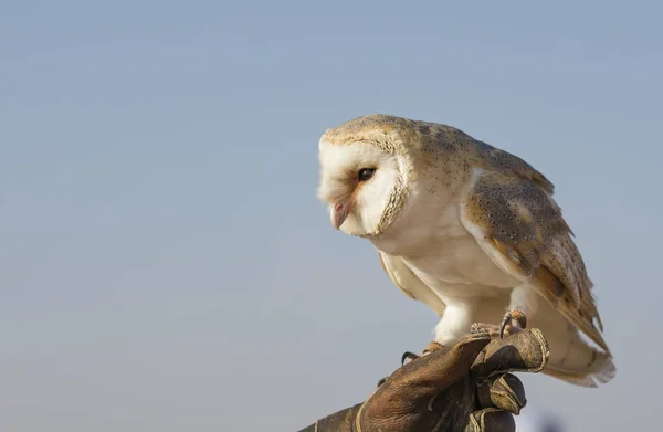 Barn Owl นั่งบนถุงมือหนัง — ภาพถ่ายสต็อก