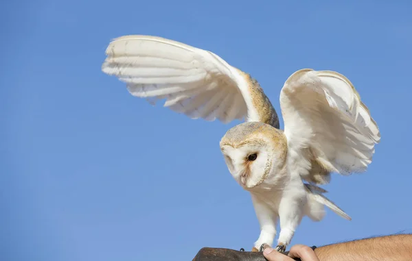 Schleiereule sitzt auf Lederhandschuh — Stockfoto