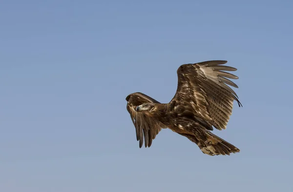 Maggiore aquila maculata che vola nel deserto — Foto Stock