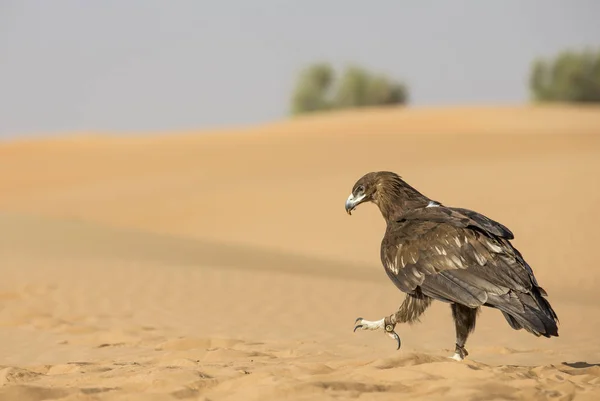 Águila Manchada Mayor en el desierto —  Fotos de Stock