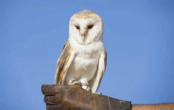 Schleiereule sitzt auf Lederhandschuh — Stockfoto