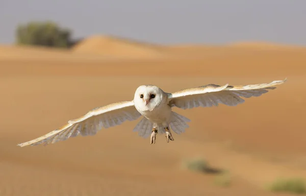 Barn owl in a desert near Dubai — Stock Photo, Image