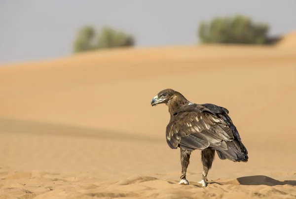 Большой пятнистый орёл в пустыне — стоковое фото