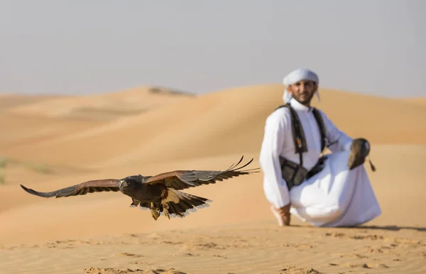 Harrier Şahin eğitim falconer 