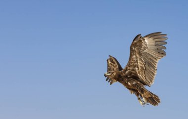 Çölde uçan büyük orman kartalı