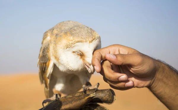 Barn Owl บนถุงมือหนัง — ภาพถ่ายสต็อก