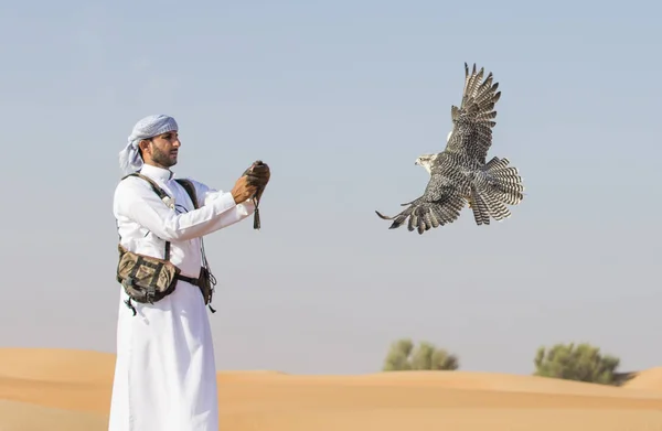 Allenamento Falconieri Falco Pellegrino nel deserto — Foto Stock