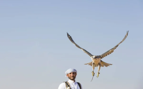 Falconer entrenamiento Peregrino Falcon en el desierto — Foto de Stock