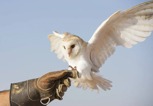Barn Owl on leather glove — Stock Photo, Image