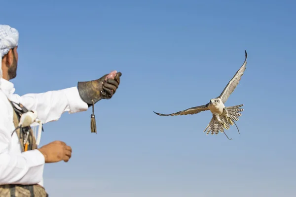 Falconer treinando Peregrine Falcon no deserto — Fotografia de Stock